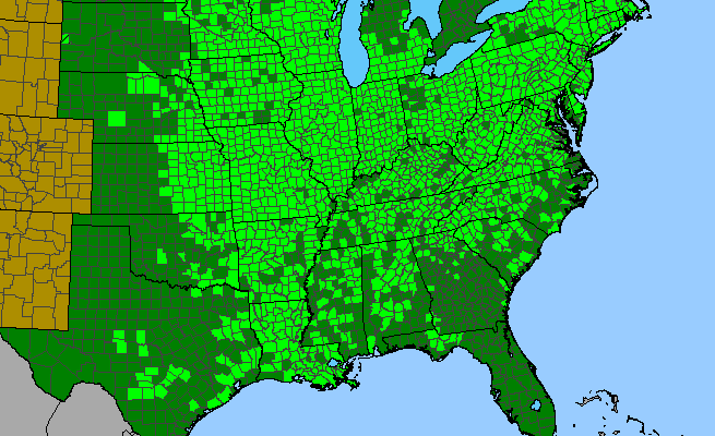 The range of Ageratina altissima